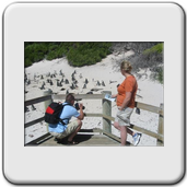 Lindie & Pierre at Boulders Beach